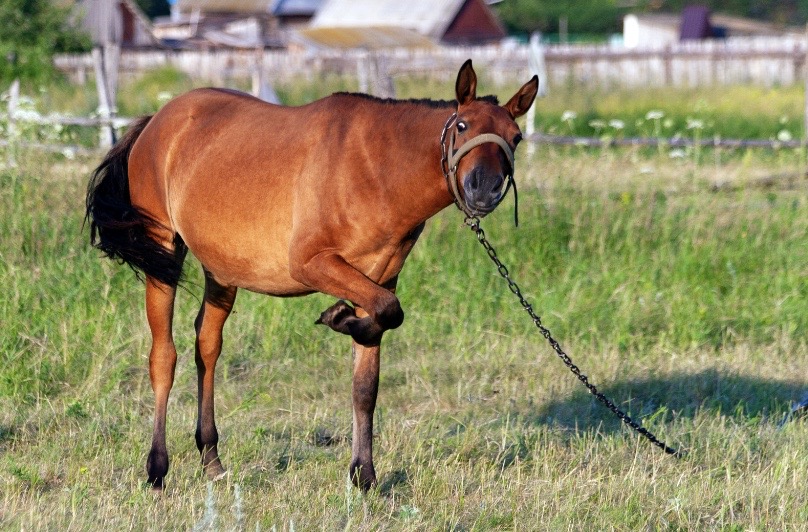 grosseur cheval